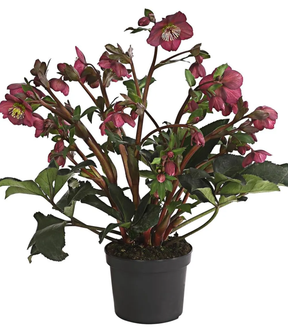 Dehner Schneerose 'Ice N' Roses® Red' - Helleborus Gold Collection® Online