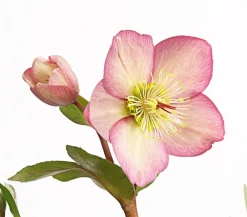 Dehner Schneerose 'Ice N' Roses® Rose' - Helleborus Gold Collection® Sale