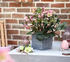 Dehner Schneerose 'Ice N' Roses® Rose' - Helleborus Gold Collection® Sale