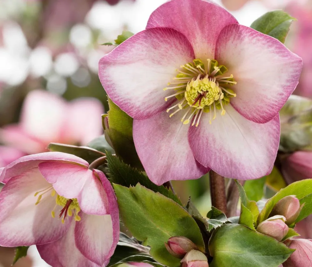 Dehner Schneerose 'Ice N' Roses® Rose' - Helleborus Gold Collection® Sale