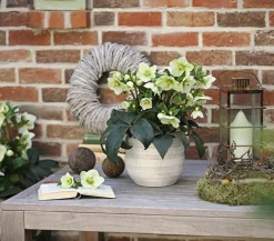 Dehner Blatt- & Schattenstauden > Schneerose 'Ice 'n' Roses® White' - Helleborus Gold Collection®