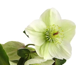 Dehner Blatt- & Schattenstauden > Schneerose 'Ice 'n' Roses® White' - Helleborus Gold Collection®