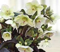 Dehner Blatt- & Schattenstauden > Schneerose 'Ice 'n' Roses® White' - Helleborus Gold Collection®
