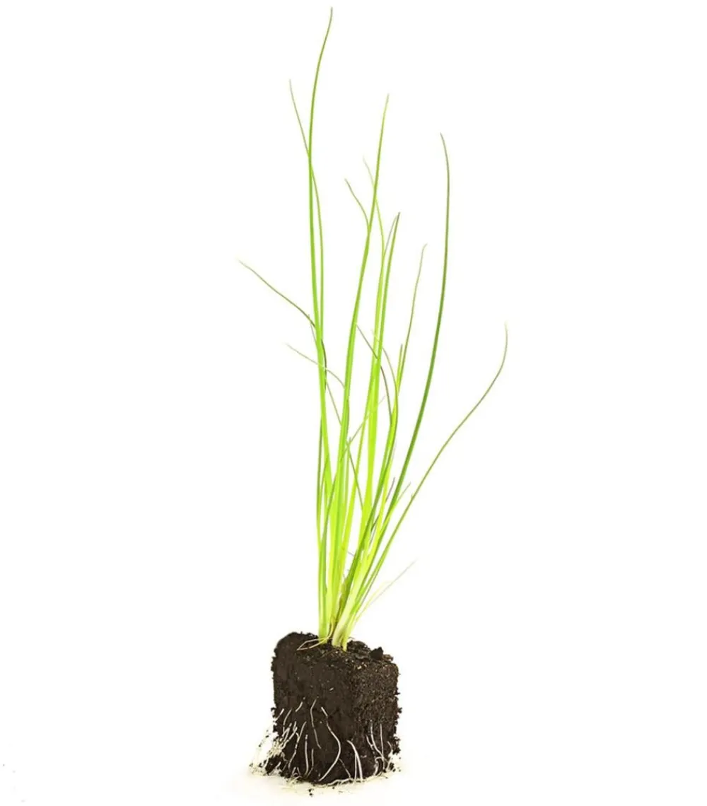 Dehner Garten- & Heilkräuter|Küchenkräuter > Schnittlauch, 20er Schale