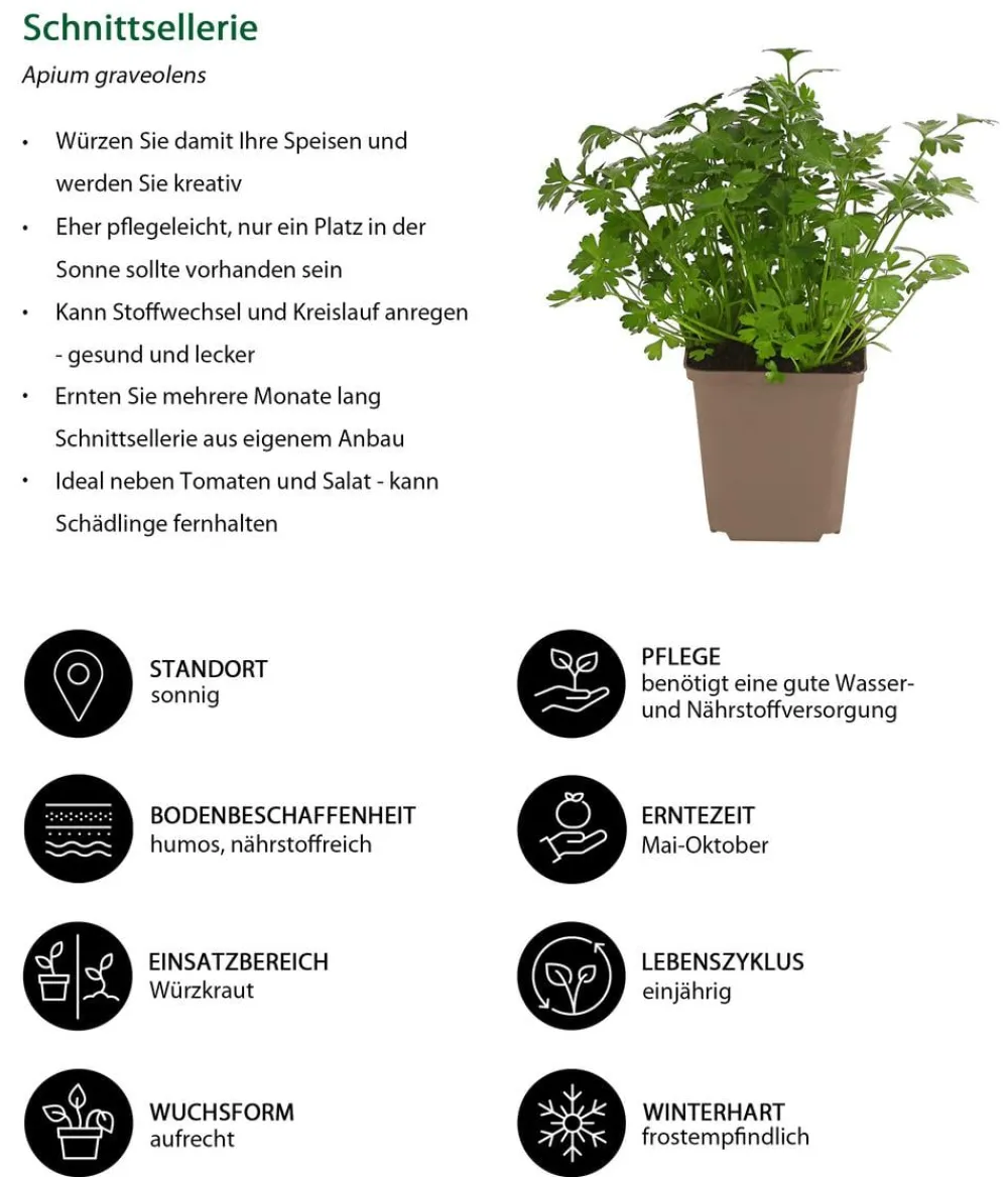 Dehner Garten- & Heilkräuter|Küchenkräuter - Schnittsellerie Grün