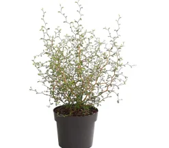 Dehner Laubgehölze|Garten-Raritäten - Schnurbaum 'Little Baby'