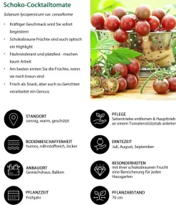 Dehner Auberginen- & Tomatenpflanzen - Schoko-Cocktailtomate
