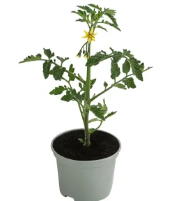 Dehner Auberginen- & Tomatenpflanzen - Schoko-Cocktailtomate