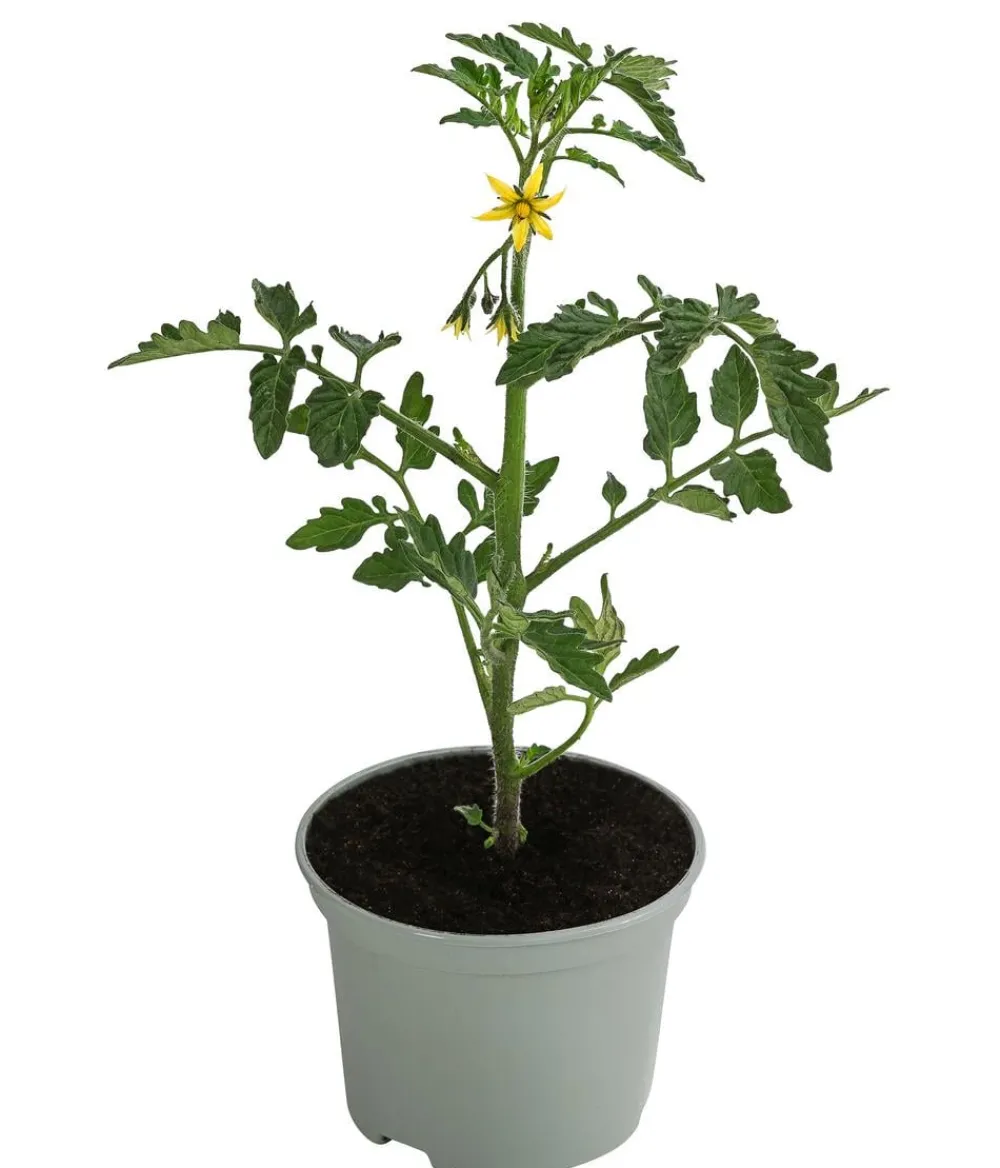Dehner Auberginen- & Tomatenpflanzen - Schoko-Cocktailtomate