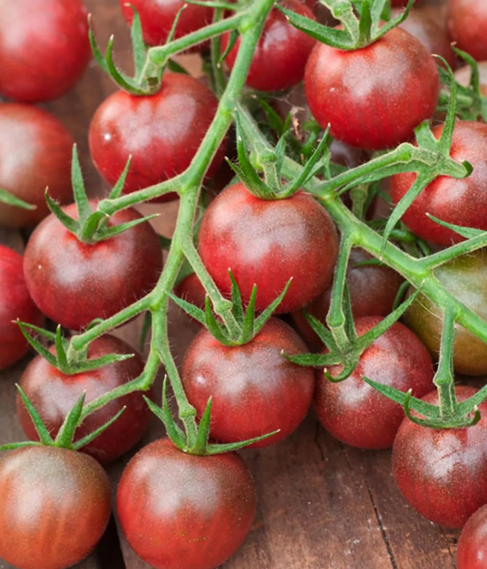 Dehner Auberginen- & Tomatenpflanzen - Schoko-Cocktailtomate