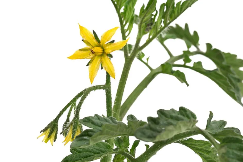 Dehner Auberginen- & Tomatenpflanzen - Schoko-Cocktailtomate