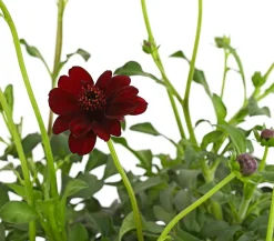 Dehner Sommerstauden > Schokoladenblume