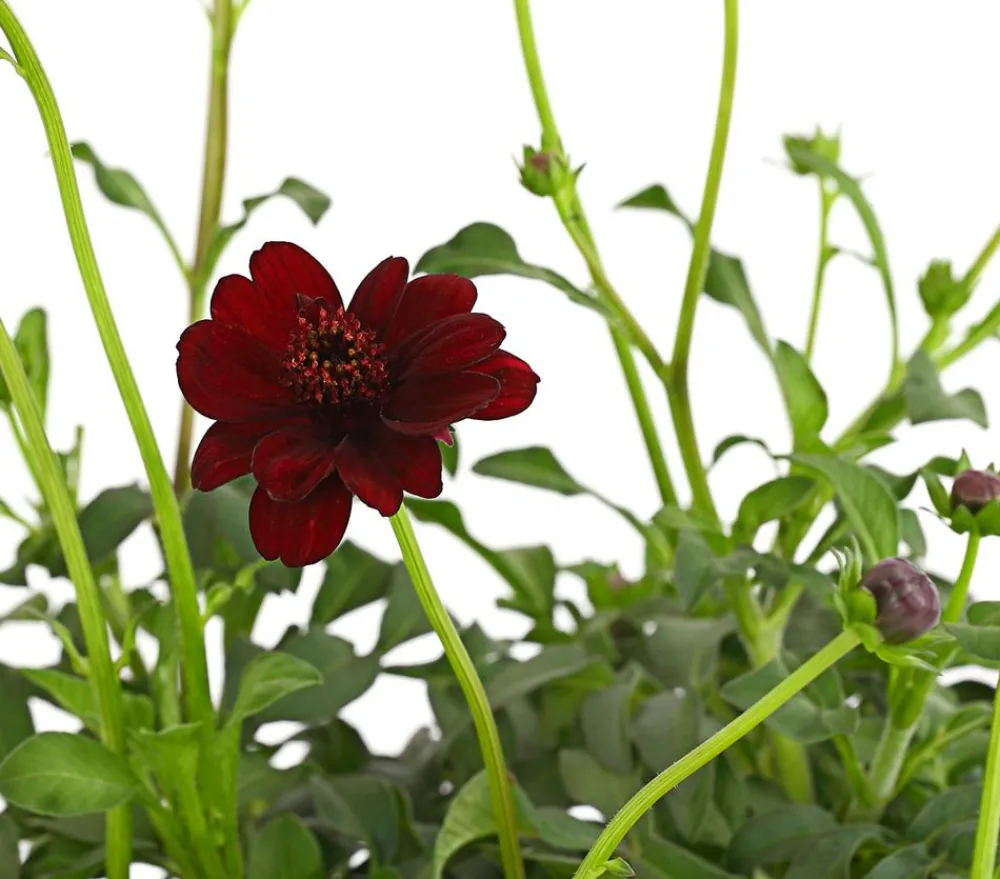 Dehner Sommerstauden > Schokoladenblume