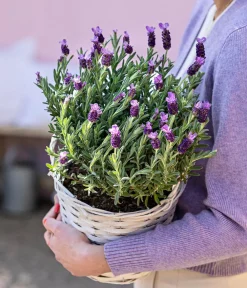 Dehner Lavendel|Winterharte Kübelpflanzen > Schopf-