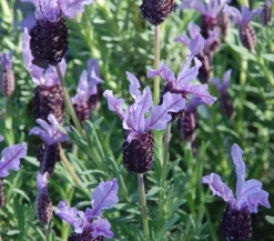 Dehner Lavendel|Winterharte Kübelpflanzen > Schopf-