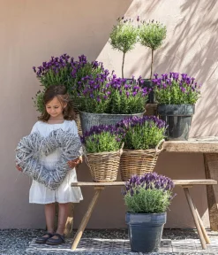 Dehner Lavendel|Winterharte Kübelpflanzen > Schopf-