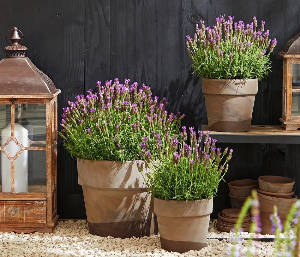 Dehner Lavendel|Winterharte Kübelpflanzen > Schopf-