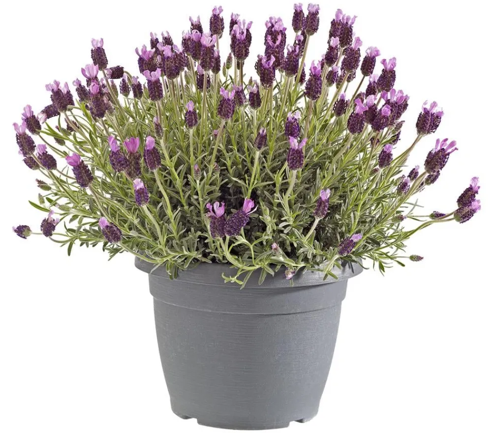 Dehner Lavendel|Winterharte Kübelpflanzen > Schopf-