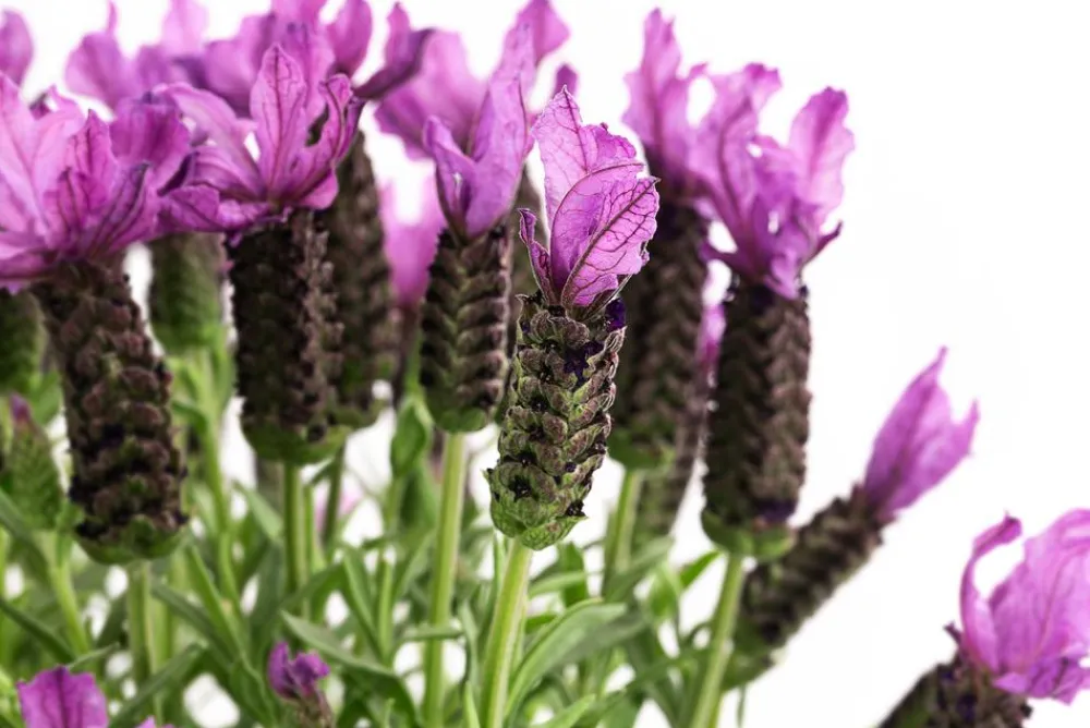 Dehner Lavendel|Winterharte Kübelpflanzen - Schopf-