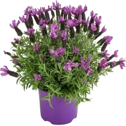 Dehner Lavendel|Winterharte Kübelpflanzen - Schopf-