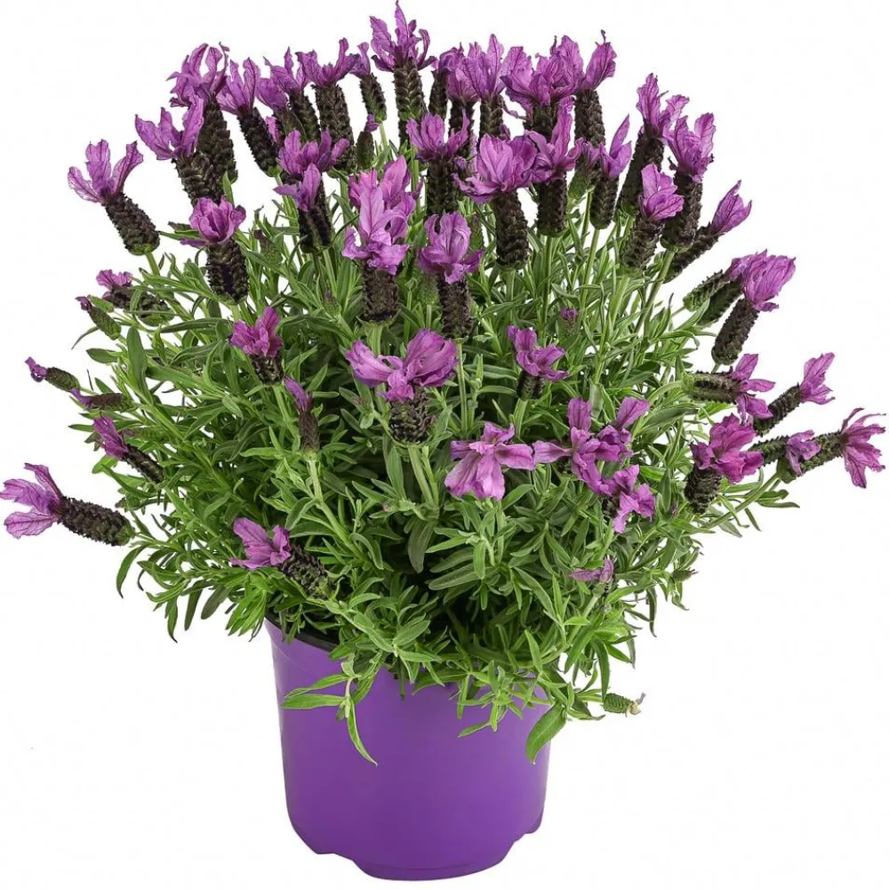 Dehner Lavendel|Winterharte Kübelpflanzen - Schopf-