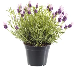 Dehner Lavendel|Winterharte Kübelpflanzen - Schopf-