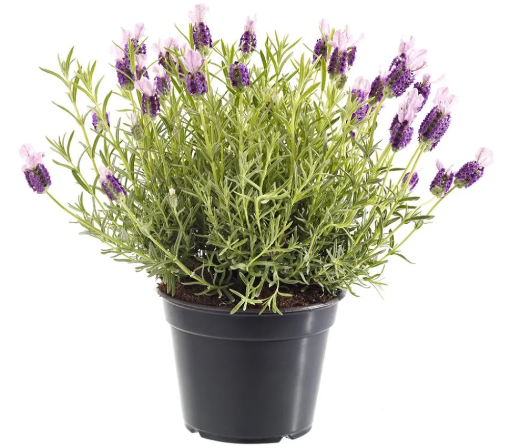 Dehner Lavendel|Winterharte Kübelpflanzen - Schopf-