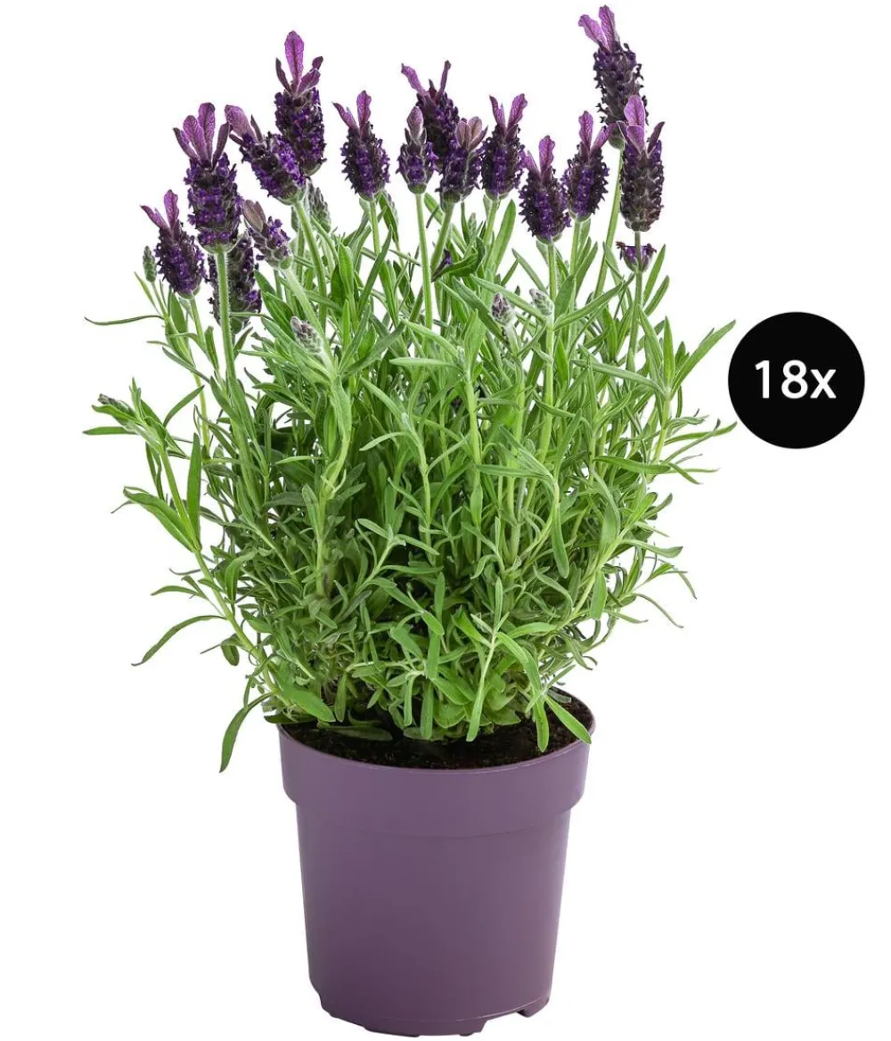 Dehner Gräser- & Stauden-Sets > Schopf, 18er-Set