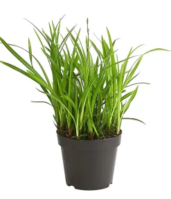 Dehner Gräser - Schopf-Segge 'Irish Green' Grün