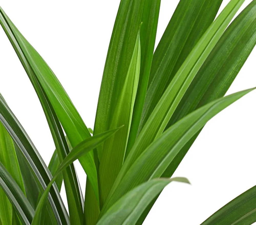Dehner Grünpflanzen|Solitärpflanzen - Schraubenbaum - Pandanus veitchii