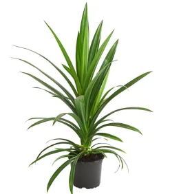 Dehner Grünpflanzen|Solitärpflanzen - Schraubenbaum - Pandanus veitchii
