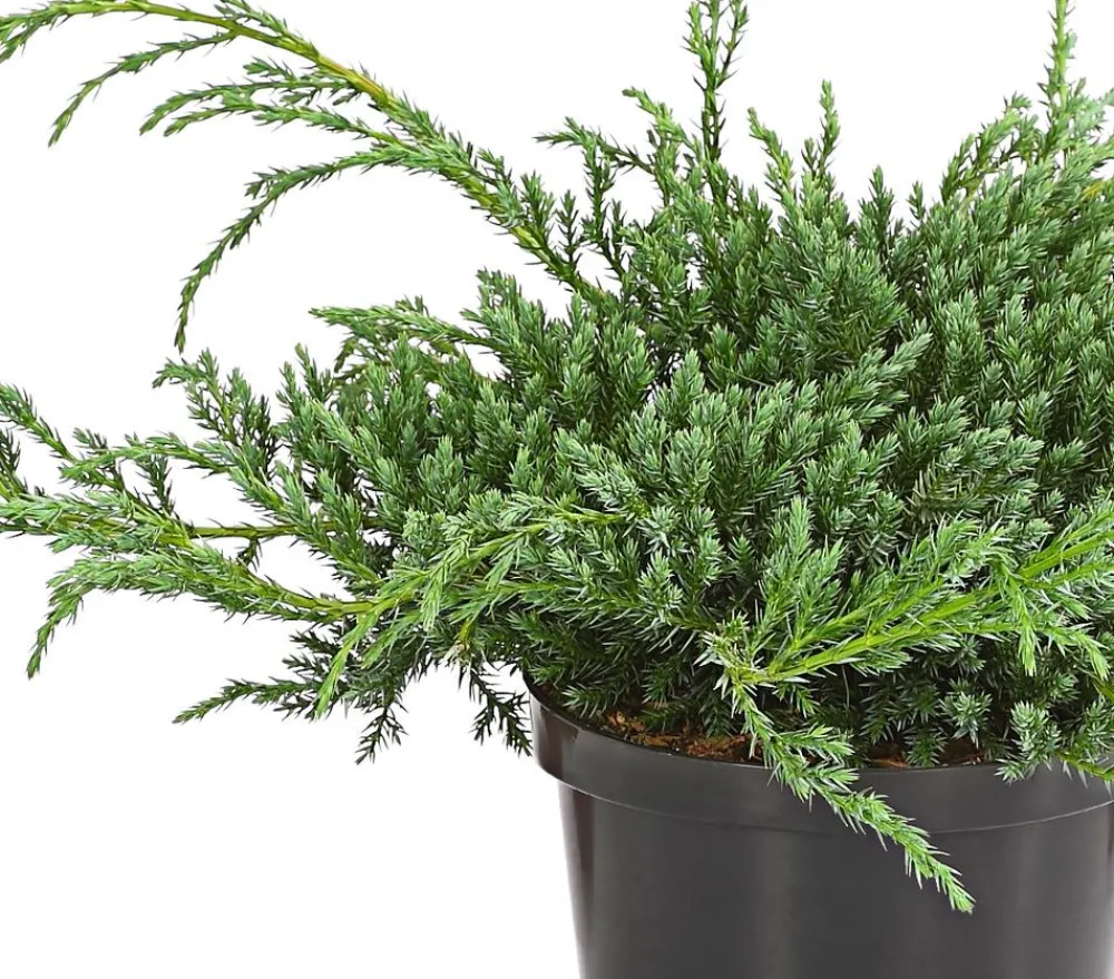Dehner Grabschmuck & Grabgestaltung|Bodendecker & Efeu - Schuppen-Wacholder 'Blue Carpet' Grün