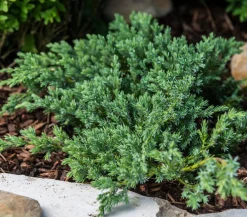 Dehner Grabschmuck & Grabgestaltung|Bodendecker & Efeu - Schuppen-Wacholder 'Blue Carpet' Grün