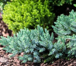 Dehner Grabschmuck & Grabgestaltung|Bodendecker & Efeu > Schuppen-Wacholder 'Blue Star'