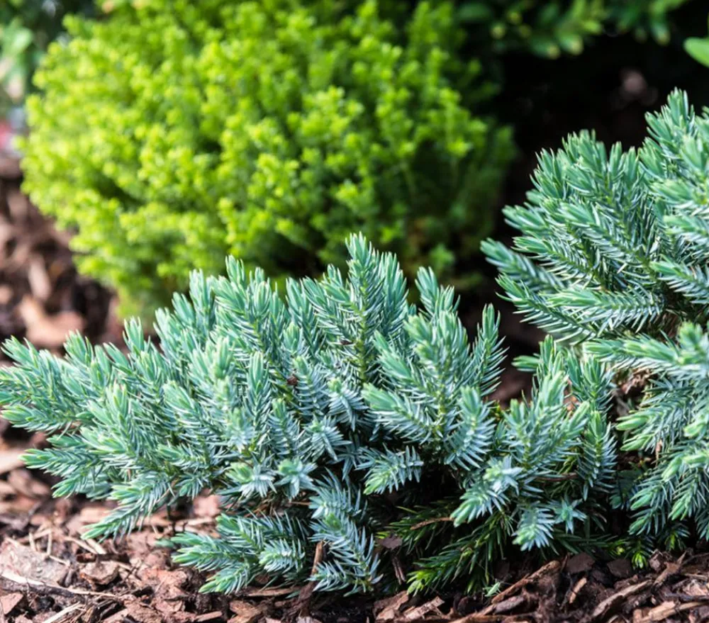 Dehner Grabschmuck & Grabgestaltung|Bodendecker & Efeu > Schuppen-Wacholder 'Blue Star'