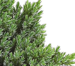 Dehner Grabschmuck & Grabgestaltung|Bodendecker & Efeu > Schuppen-Wacholder 'Blue Star'