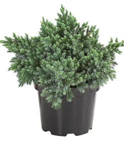 Dehner Schuppen-Wacholder 'Blue Star' Outlet