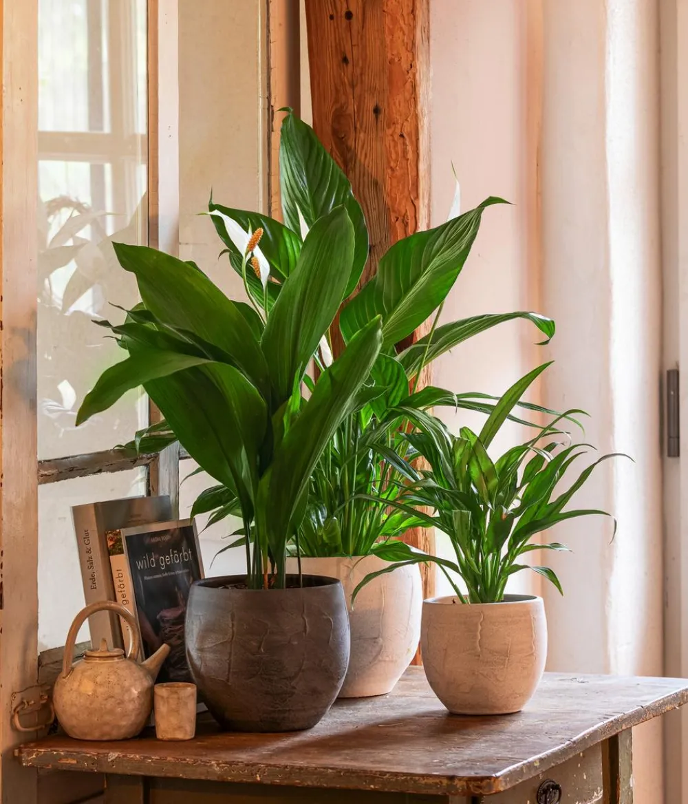 Dehner Schusterpalme - Aspidistra elatior Grün