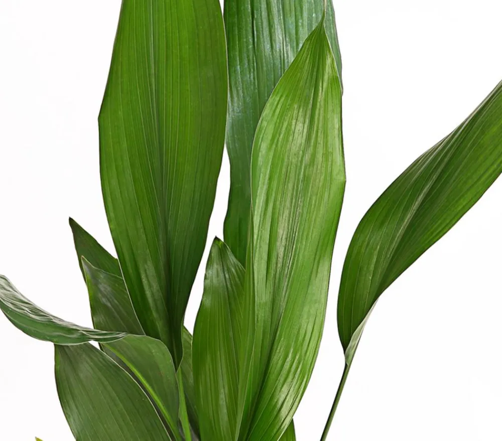 Dehner Schusterpalme - Aspidistra elatior Grün