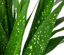 Dehner Grünpflanzen|Zimmerpalmen - Schusterpalme - Aspidistra elatior 'Milky Way' Grün
