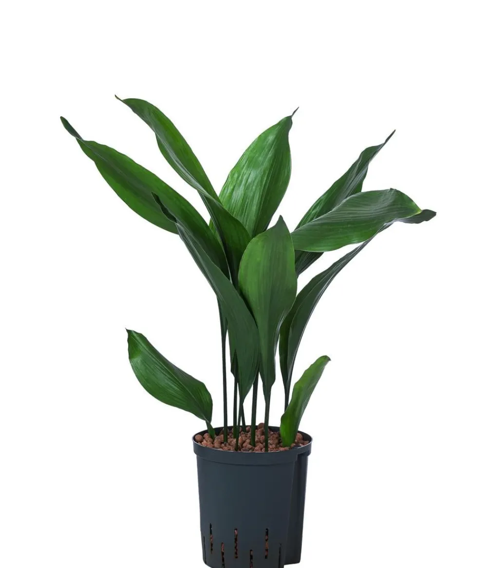 Dehner Hydropflanzen|Grünpflanzen - Schusterpalme - Aspidistra elatior, Hydrokultur Dunkelgrün