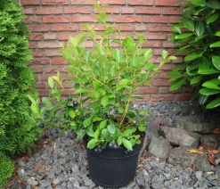 Dehner Bio-Obststräucher|Heidelbeeren > e Heidelbeere 'Black Pearl'