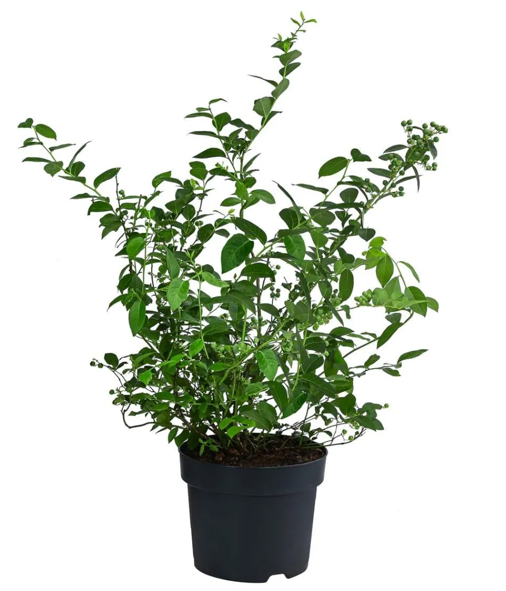 Dehner Bio-Obststräucher|Heidelbeeren > e Heidelbeere 'Black Pearl'