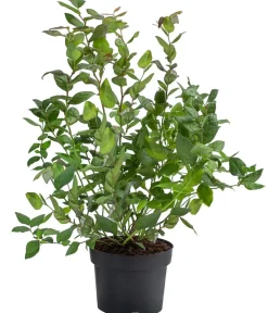 Dehner e Heidelbeere 'Black Pearl' Schwarz Hot