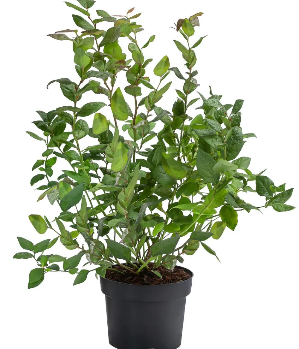 Dehner e Heidelbeere 'Black Pearl' Schwarz Hot