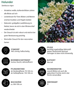 Dehner Natura Premium Laubgehölze|Vogelschutzhecken - Schwarzer Holunder Weiß