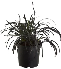 Dehner er Schlangenbart 'Niger' Best