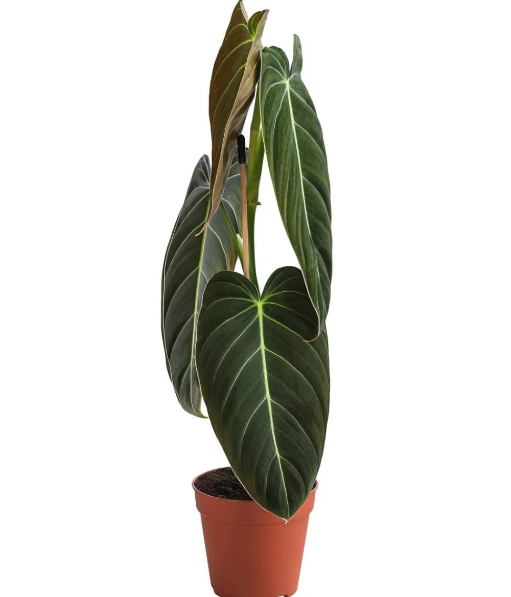 Dehner ener Baumfreund - Philodendron melanochrysum Online