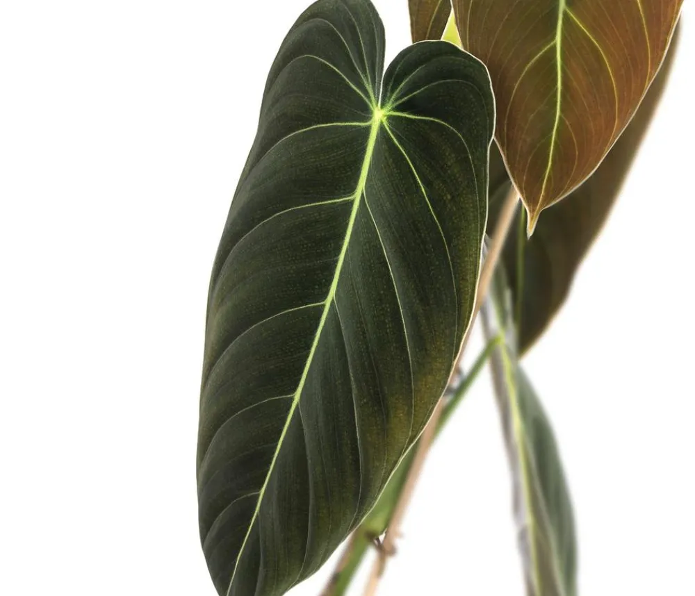Dehner ener Baumfreund - Philodendron melanochrysum Online