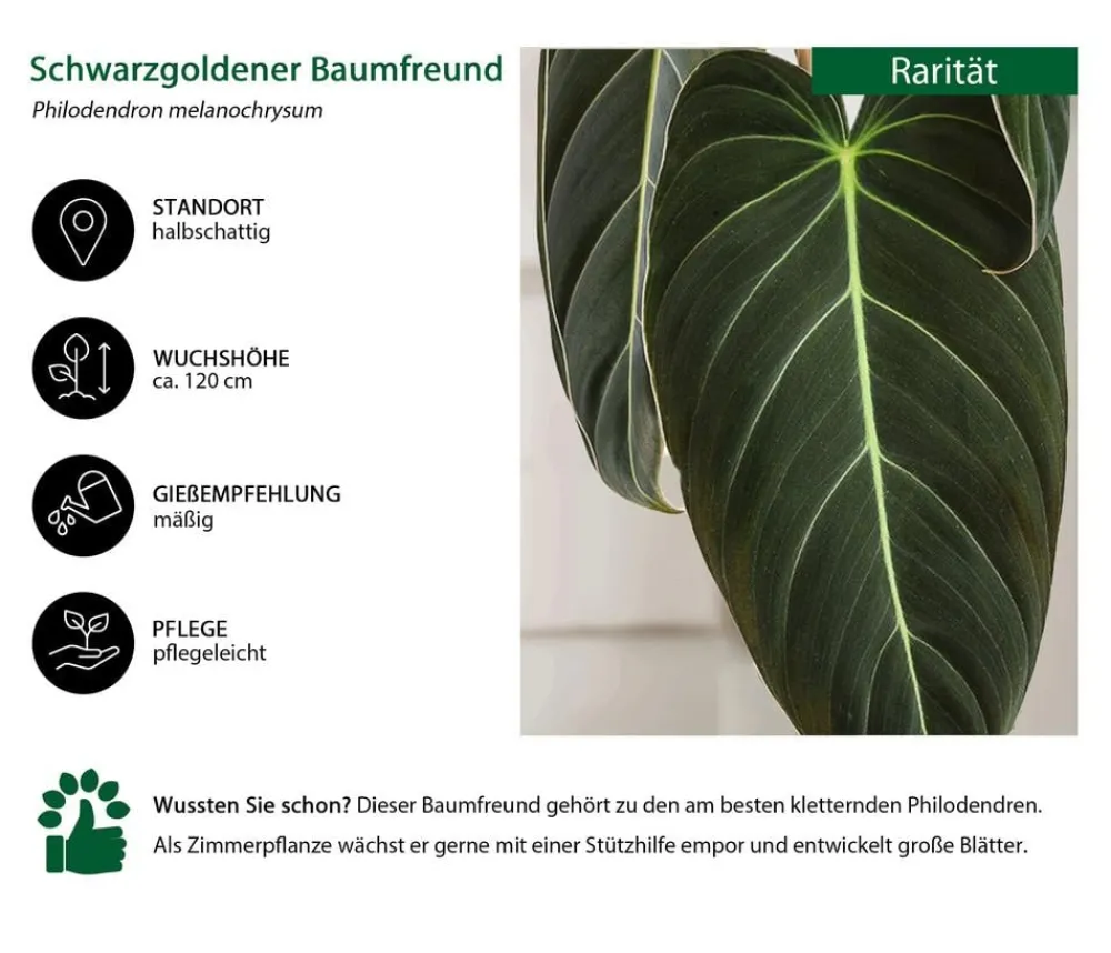 Dehner ener Baumfreund - Philodendron melanochrysum am Kratistestab New